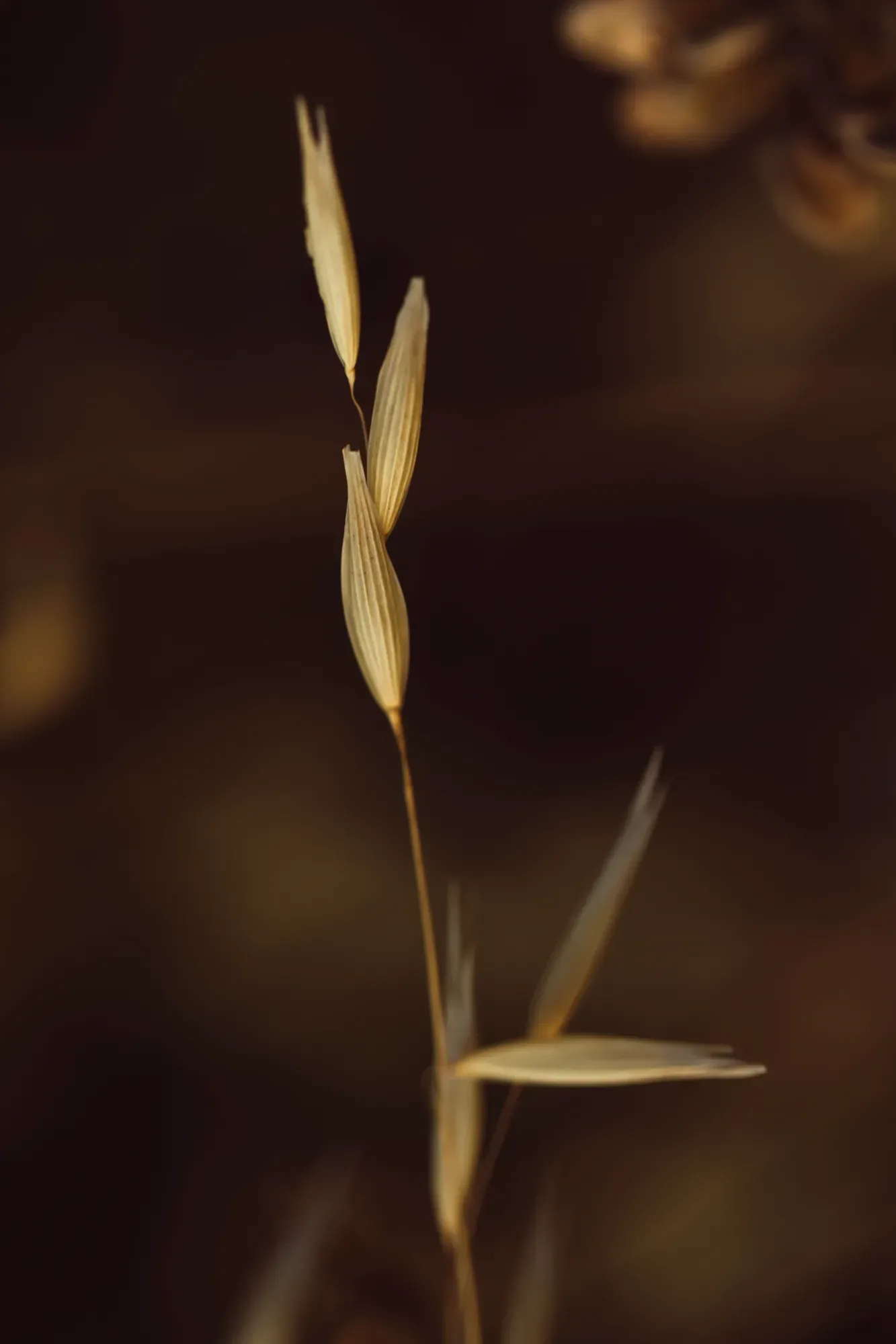 التصوير الفوتوغرافي - صورة 1